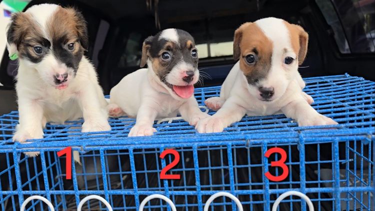 แจ็ค รัสเซลล์ (Jack Russell) เล็ก ลูกสุนัขแจ็ค รัสเซลล์  คอกที่ 2 เพศผู้และเมีย สายพันธุ์แท้ ร่าเริง ฉลาด เลี้ยงง่าย จาก kankarnclub มีจัดส่งทั่วประเทศ(กันย์เจ้าเก่าครับ)