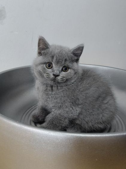 บริติช ชอร์ตแฮร์ (British Shorthair) บริติชช็อตแฮร์