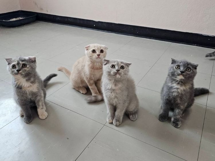 สก็อตติช โฟลด์ (Scottish Fold) สก็อตติชโฟลด์