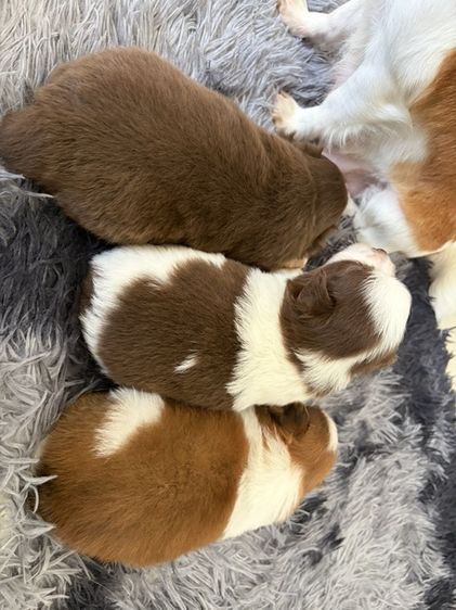 ชิวาวา (Chihuahua) เล็ก ลูกสุนัขชิวาว่า