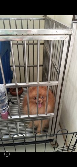 ปอมเมอเรเนียน (Pomeranian) ปอม หญิง 2 ชาย 1