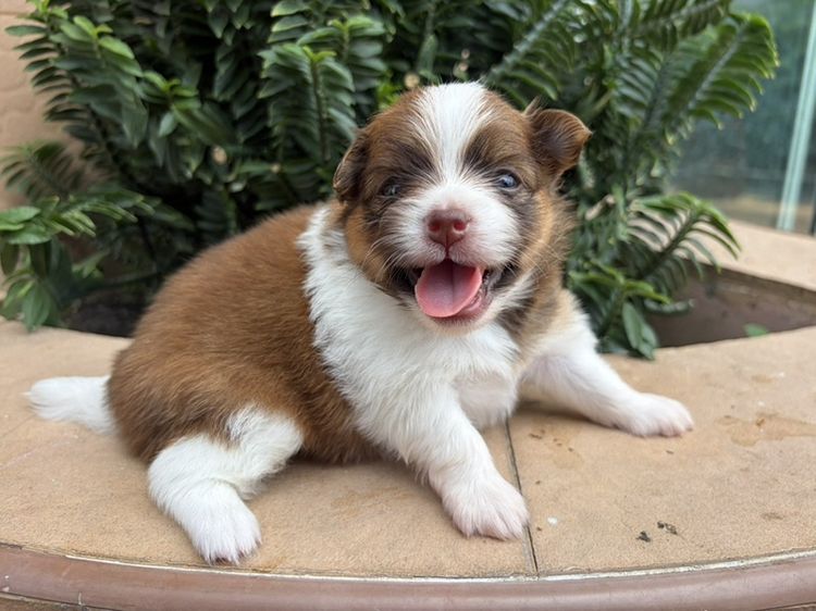 ชิวาวา (Chihuahua) ลูกสุนัข