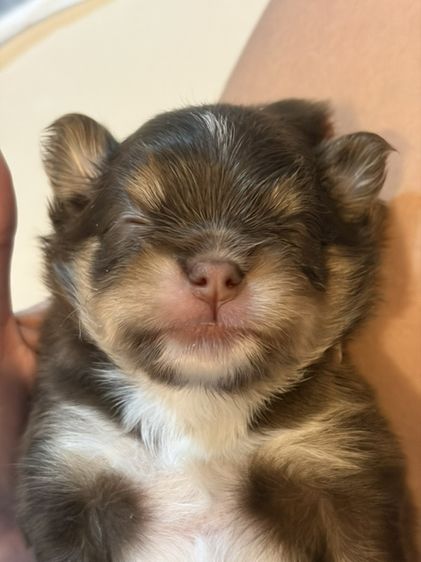 ชิวาวา (Chihuahua) เล็ก หมา