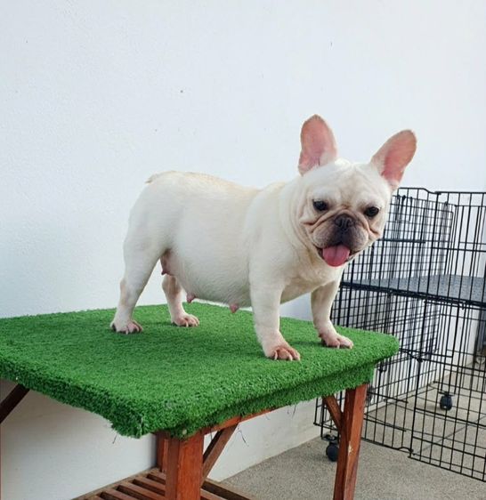 เฟรนช์ บูลด็อก (French Bulldog) เล็ก เฟรนช์บลูด็อก