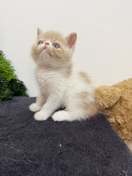 เอ็กโซติก ชอร์ตแฮร์ (Exotic Shorthair) แมว EXO ติกสีครีม