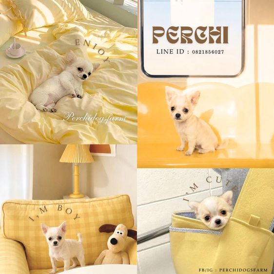 ชิวาวา (Chihuahua) เล็ก ชิวาวา ชาย ขนยาว