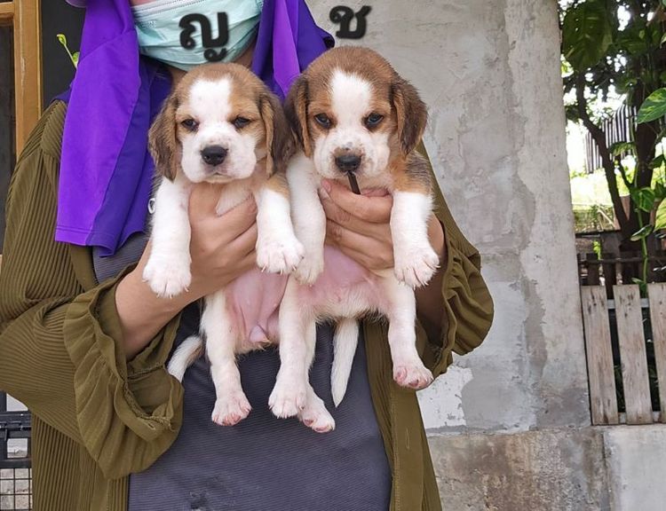 บีเกิล (Beagle) เล็ก ลูกสุนัขบีเกิ้ลแท้ สายเลือดดี