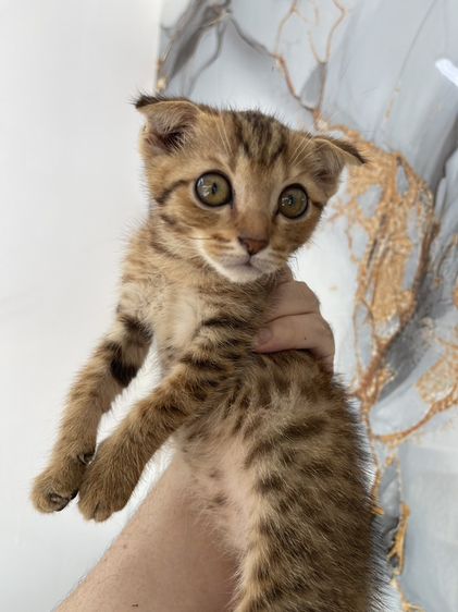 สก็อตติช โฟลด์ (Scottish Fold) ลูกแมวสก๊อตติช