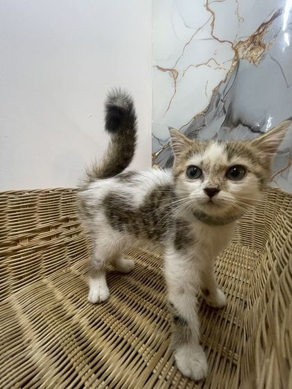 สก็อตติช โฟลด์ (Scottish Fold) ลูกแมวสก๊อตติช A1