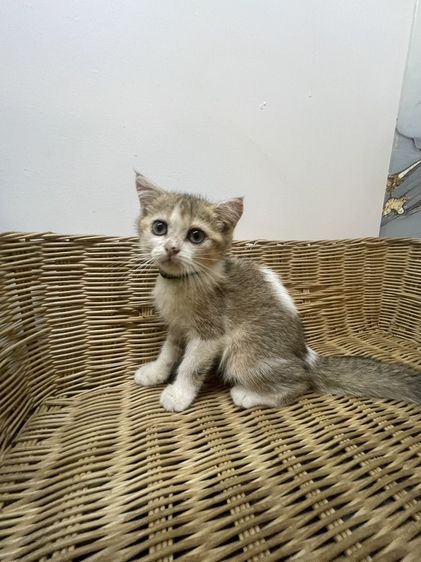 ลูกแมวสก๊อตติช A1 รูปที่ 3