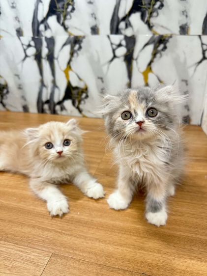 สก็อตติช โฟลด์ (Scottish Fold) สก๊อตติชขนยาว