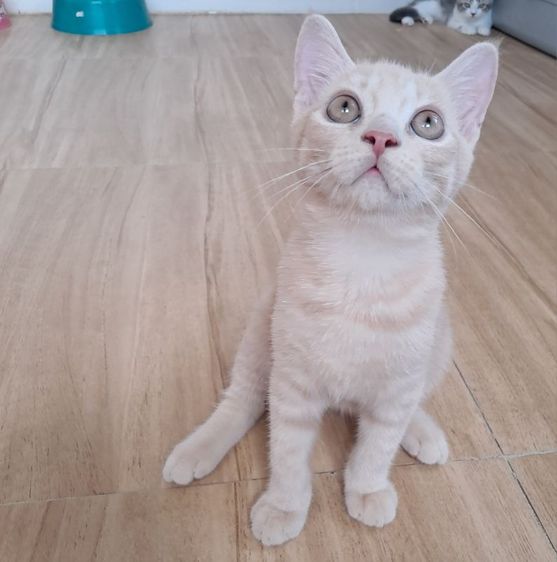 💥 scottish Fold ใบเพ็ด scfc  💥 รูปที่ 7