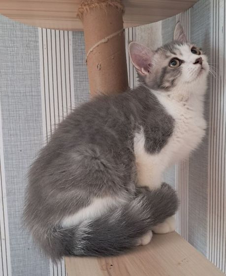 💥 scottish Fold ใบเพ็ด scfc  💥 รูปที่ 3
