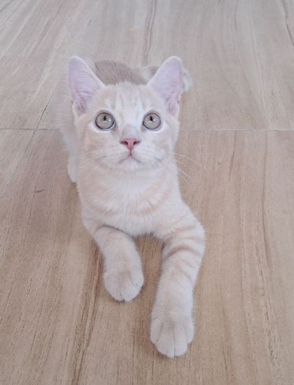 💥 scottish Fold ใบเพ็ด scfc  💥 รูปที่ 5