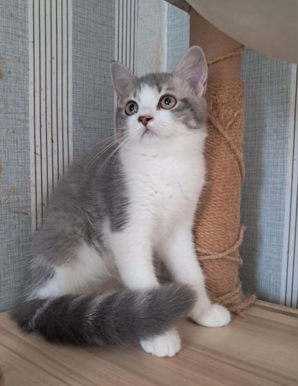 💥 scottish Fold ใบเพ็ด scfc  💥 รูปที่ 2