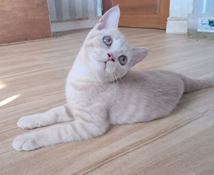 💥 scottish Fold ใบเพ็ด scfc  💥 รูปที่ 4