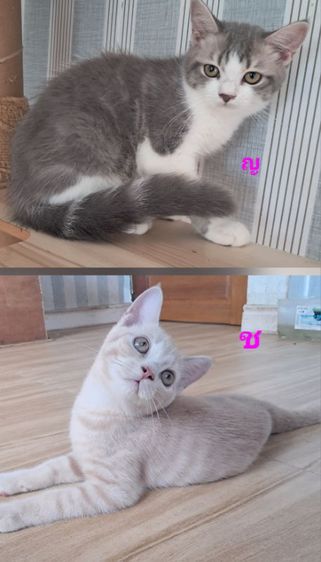 สก็อตติช โฟลด์ (Scottish Fold) 💥 scottish Fold ใบเพ็ด scfc  💥