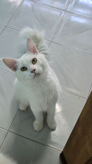เมนคูน (Maine Coon) แมวเมนคูน