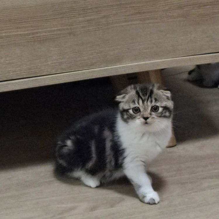 แมวสกอตติช