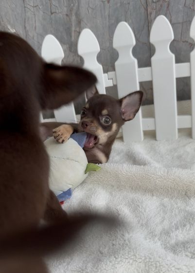 ชิวาวา (Chihuahua) เล็ก ชิวาวาขนสั้น กรุงเทพ น่ารัก รับประกันสุขภาพค่ะ