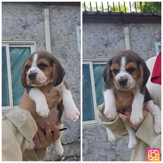 บีเกิล (Beagle) เล็ก ลูกสุนัขบีเกิ้ลผู้หนุ่มหล่อ โครงสร้างสวย สายเลือดดี