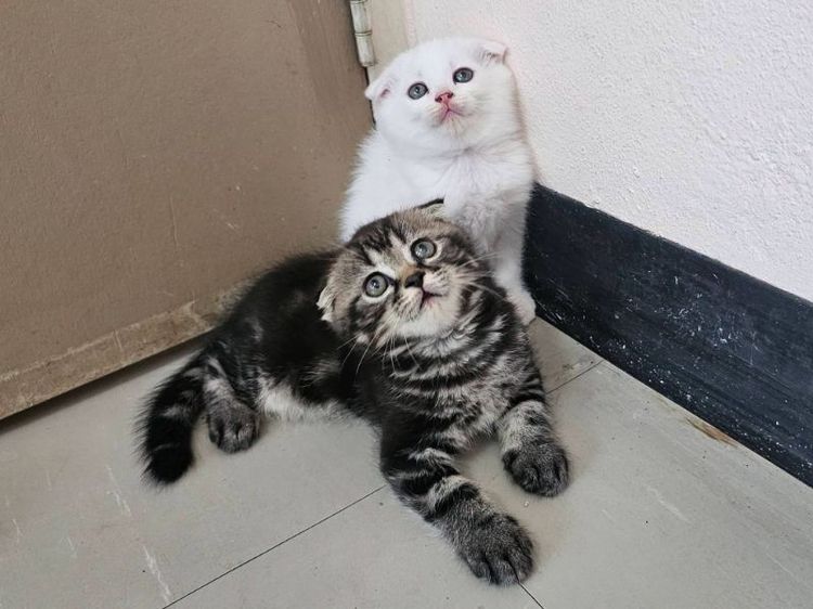สก็อตติช โฟลด์ (Scottish Fold) สก็อตติชแท้