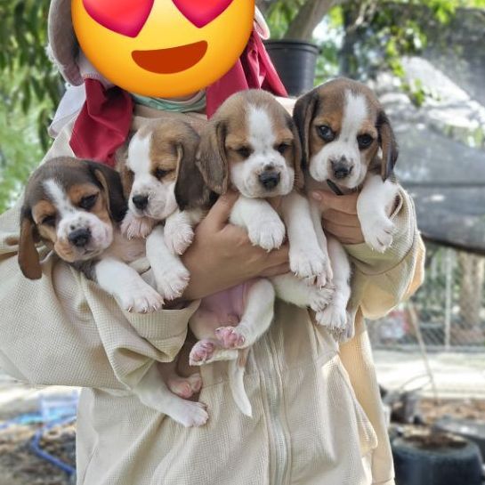บีเกิล (Beagle) เล็ก ลูกสุนัขบีเกิ้ลแท้ สายเลือดดี
