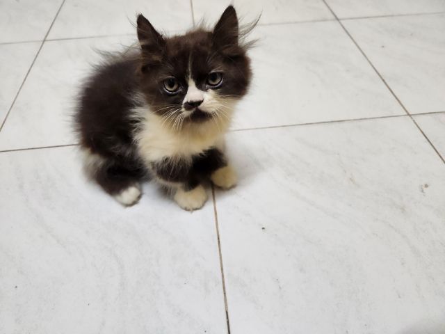 เปอร์เซีย (Persian) ลูกแมว เอ๊กโซติกผสมเปอร์เซีย