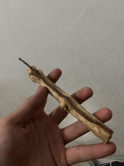 กาฝากรัก ของหายาก ของมงคล