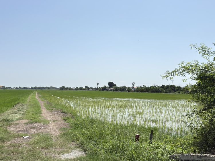 ขายที่ดิน 13 ไร่ 39 ตรว แถวหนองจอก ติดถนนสุวินทวงศ์ ข้ามสะพานไปฉะเชิงเทรา ที่ดินเป็นฝั่ง กทม รูปที่ 2
