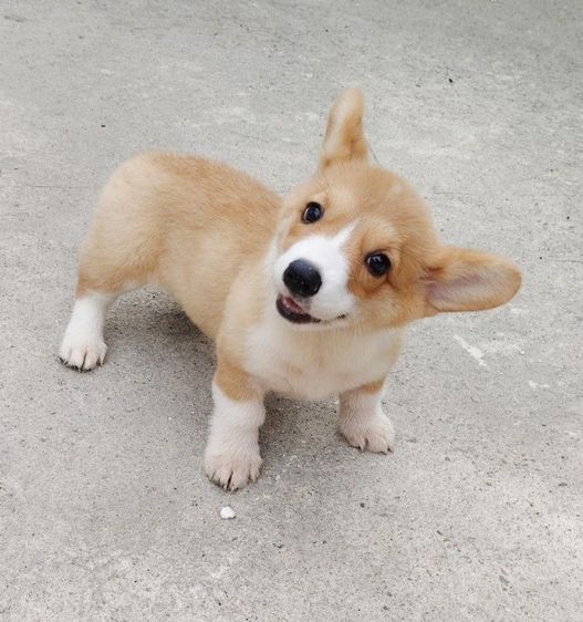 คอร์กี้ (Corgi) เล็ก คอร์กี้ พร้อมย้ายบ้านครับ