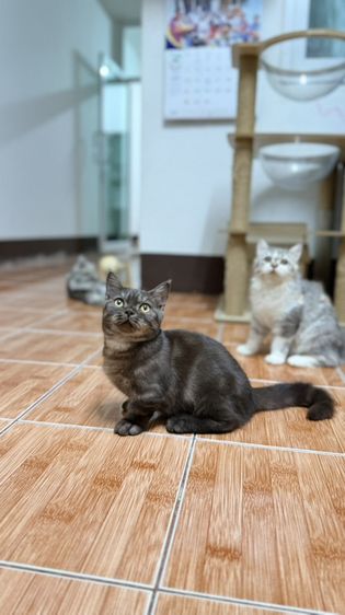 มันช์กิ้น (Munchkin) น้องแมว มันช์กิ้น ขาสั้น