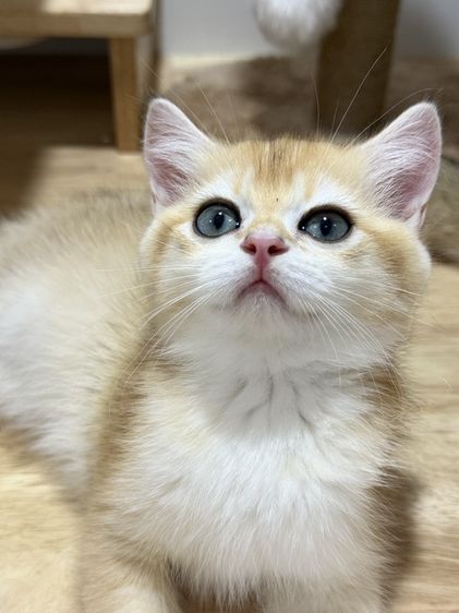 British Shorthair รูปที่ 6