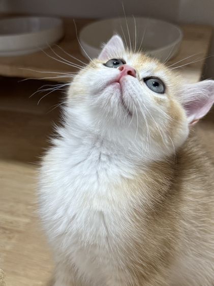 British Shorthair รูปที่ 9