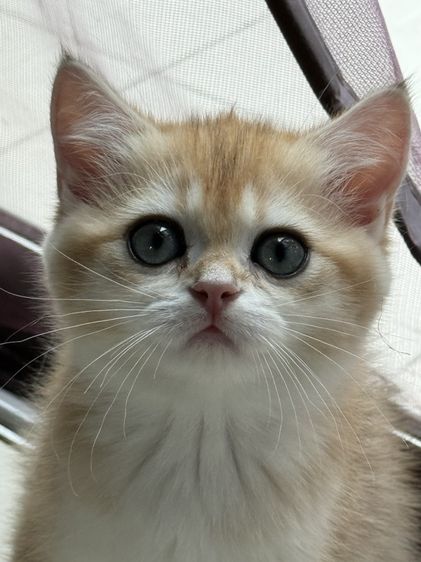 British Shorthair รูปที่ 3