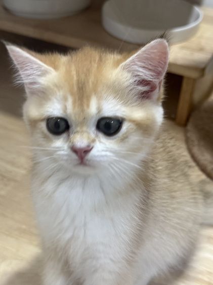 British Shorthair รูปที่ 8