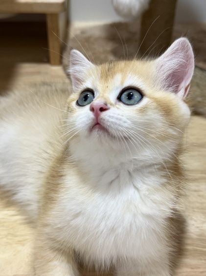 British Shorthair รูปที่ 5