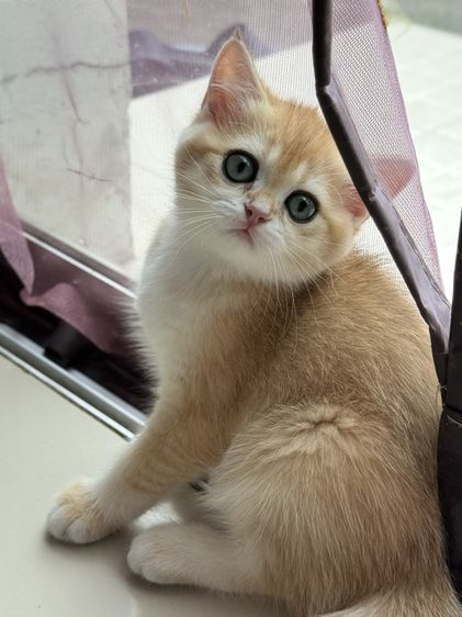 British Shorthair รูปที่ 2