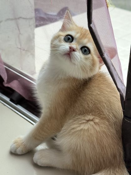 British Shorthair รูปที่ 4