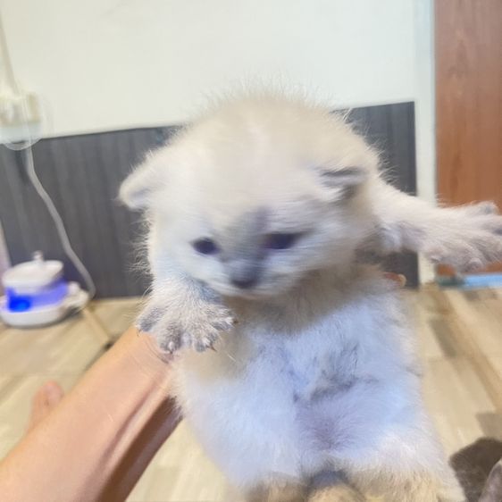 สก็อตติช โฟลด์ (Scottish Fold) แมวหน้าไหม้