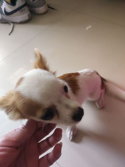 ชิวาวา (Chihuahua) เล็ก ลูกสนัขชิวาว่า