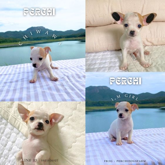 ชิวาวา หญิง รูปที่ 4