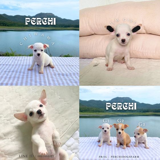 ชิวาวา หญิง รูปที่ 3