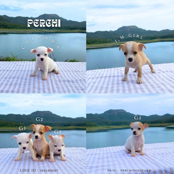ชิวาวา หญิง รูปที่ 5