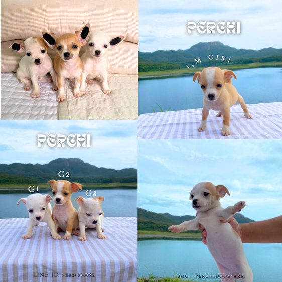 ชิวาวา (Chihuahua) เล็ก ชิวาวา หญิง