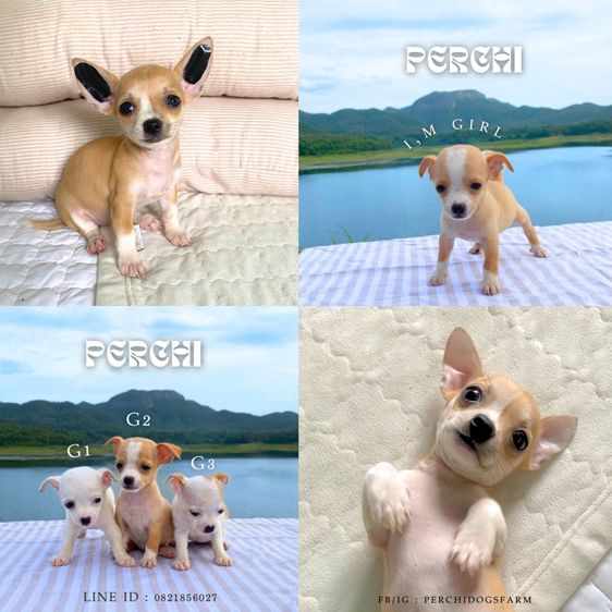 ชิวาวา หญิง รูปที่ 2