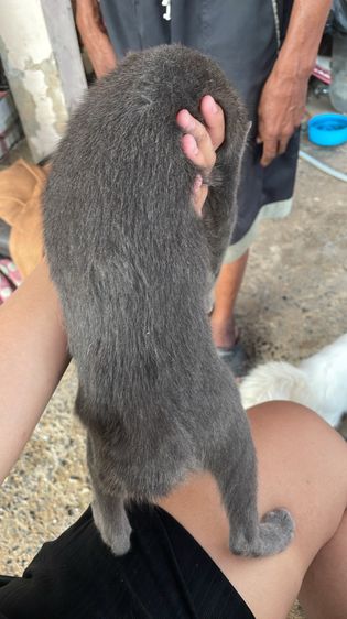 เเมว รูปที่ 2