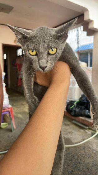 เเมว รูปที่ 3