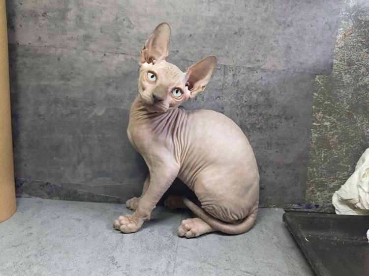 สฟิงซ์ (Sphynx) แมวสฟิงซ์เพศผู้