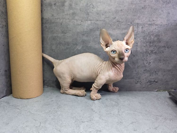 สฟิงซ์ (Sphynx) แมวสฟิงซ์ขาสั้นเพศผู้